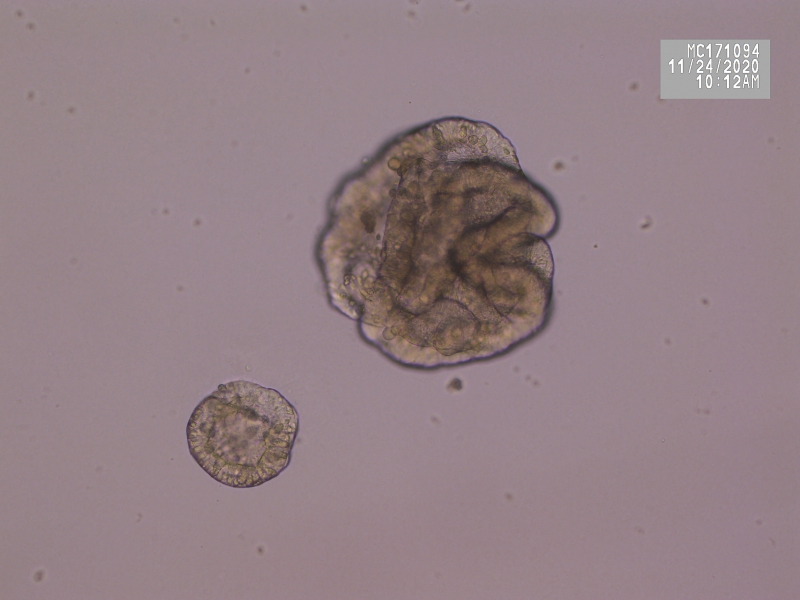 Implementation of organoids in animal breeding and nutrition research, TKI Agri&Food