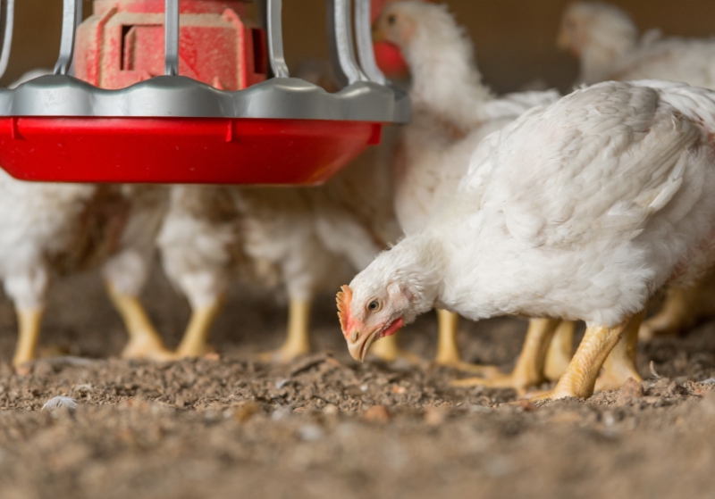 Automated broiler phenotyping using smart technologies to improve health, welfare and performance; TKI Agri&Food