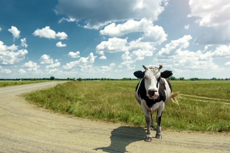 Climate Smart Cattle Breeding; TKI Agri&Food