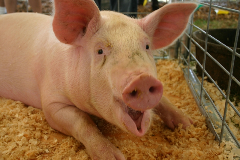 Genome and Epigenome eNabled breedIng in Monogastrics (GEroNIMO); EU Horizon2020
