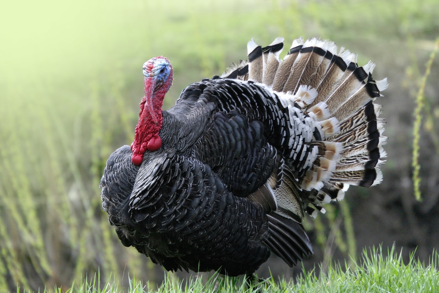 Smart Turkeys, NWO Open Technology program