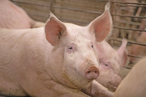 Topigs Norsvin