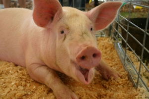 Genome and Epigenome eNabled breedIng in MOnogastrics (GEroNIMO); EU Horizon2020