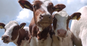 European network on livestock phenomics (EU-LI-PHE)