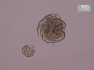 Implementation of organoids in animal breeding and nutrition research, TKI Agri&amp;Food