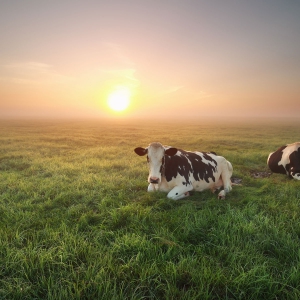 Climate Smart Cattle Breeding; TKI Agri&amp;Food