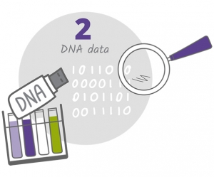 DNA informed breeding