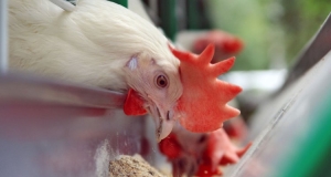 HeatSense: Data-driven climate change adaptation in poultry