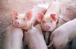 Innovations in Reproductive and Cryopreservation Technologies in Pigs and Cattle; TKI Agri&amp;Food