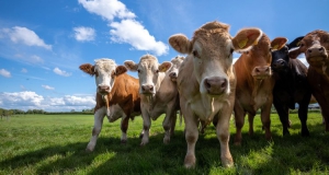 Global Methane Genetics